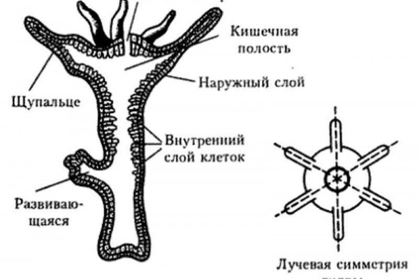 Зеркала на кракен